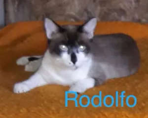 Gato raça SRD idade 1 ano nome Rodolfo