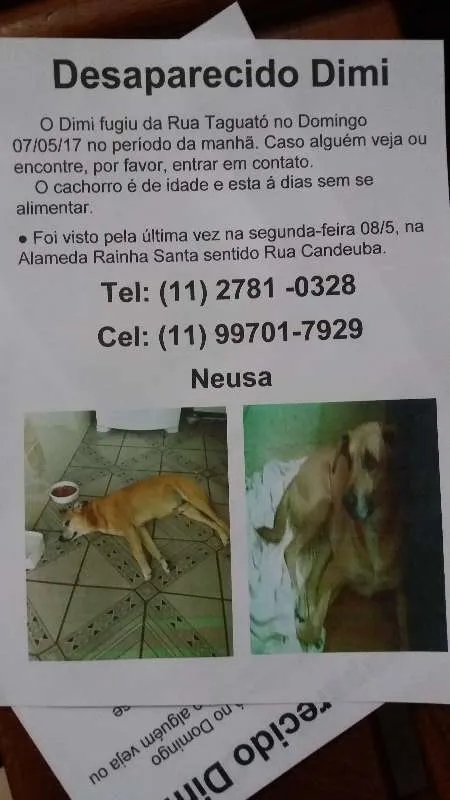 Cachorro ra a Sem raça idade 6 ou mais anos nome Dimi