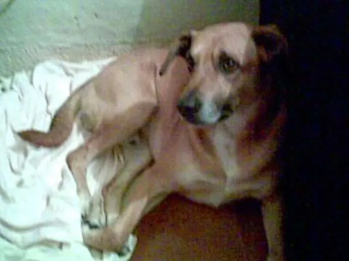 Cachorro ra a Sem raça idade 6 ou mais anos nome Dimi