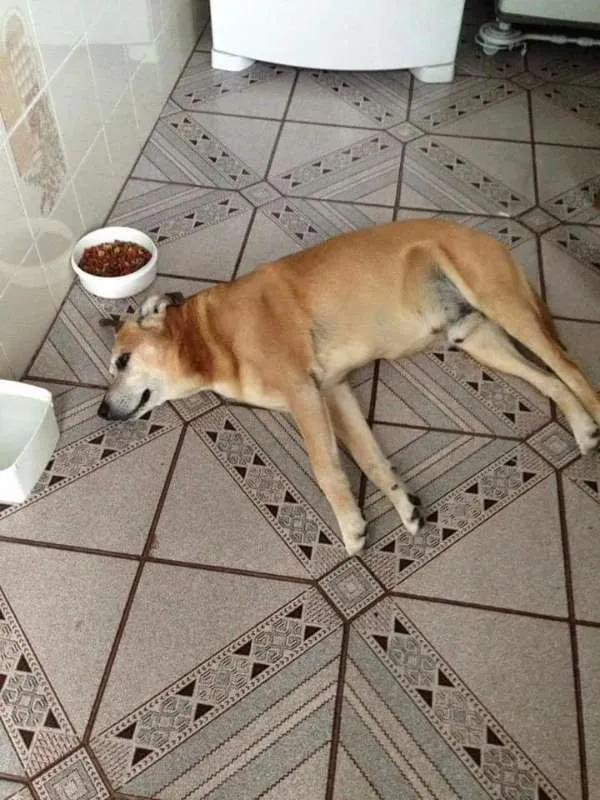 Cachorro ra a Sem raça idade 6 ou mais anos nome Dimi