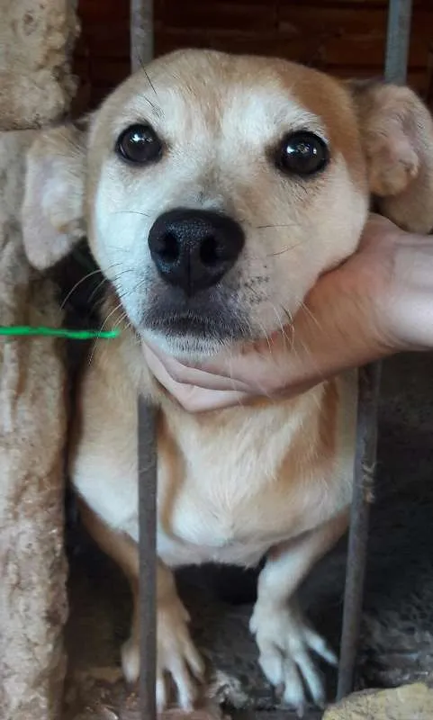 Cachorro ra a  idade 6 ou mais anos nome Fuxa