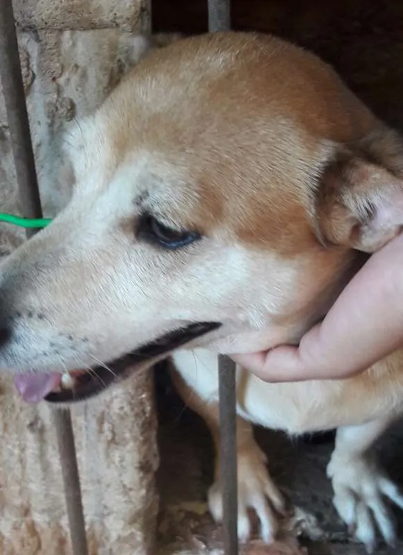 Cachorro ra a  idade 6 ou mais anos nome Fuxa