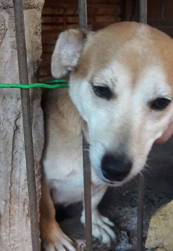 Cachorro ra a  idade 6 ou mais anos nome Fuxa