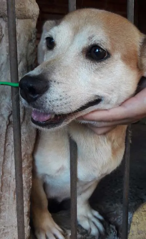 Cachorro ra a  idade 6 ou mais anos nome Fuxa