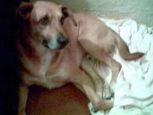 Cachorro raça Sem raça idade 6 ou mais anos nome Dimi
