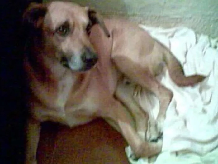 Cachorro ra a Sem raça idade 6 ou mais anos nome Dimi