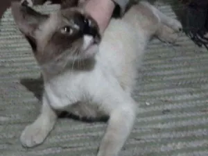 Gato raça SRD idade 7 a 11 meses nome ...