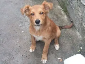 Cachorro raça vira lata idade 2 a 6 meses nome Fofo