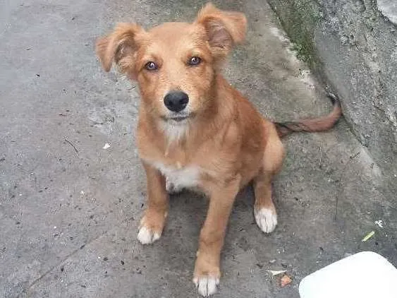 Cachorro ra a vira lata idade 2 a 6 meses nome Fofo