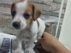 Cachorro raça srd idade 2 a 6 meses nome sem nome