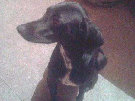 Cachorro ra a basset com damalta idade 1 ano nome pretinha