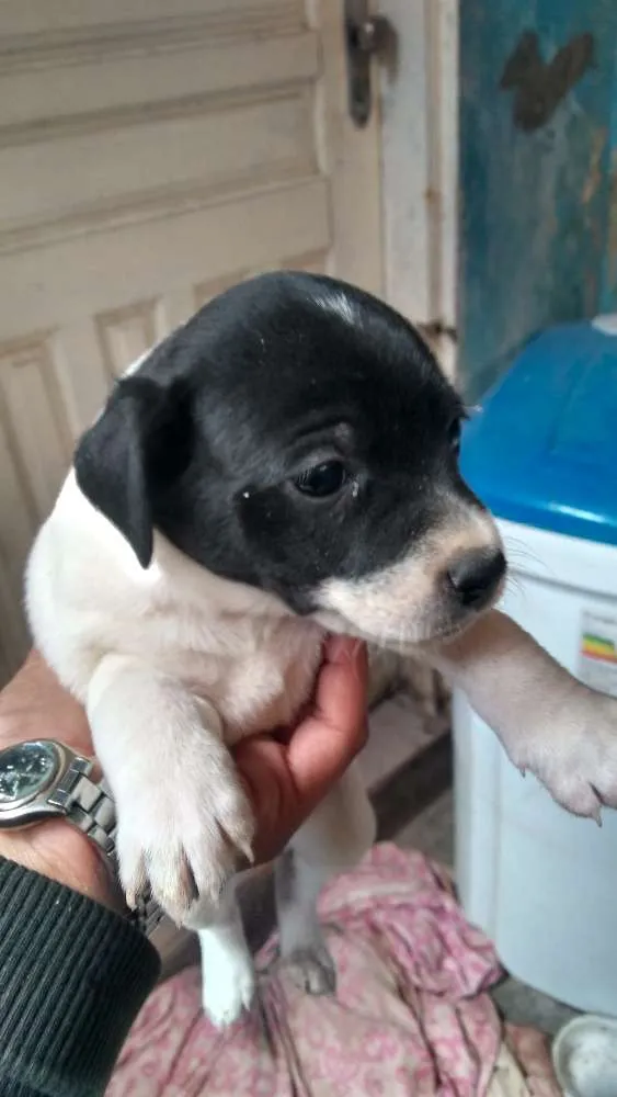 Cachorro ra a Puldow com salsicha idade 1 ano nome Layka