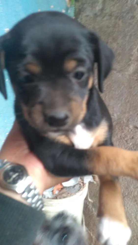 Cachorro ra a Puldow com salsicha idade 1 ano nome Layka