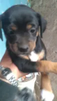 Layka