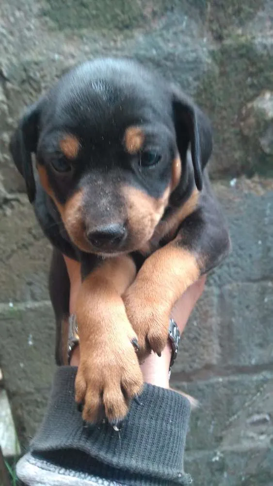 Cachorro ra a Puldow com salsicha idade 1 ano nome Layka