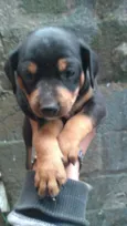 Layka