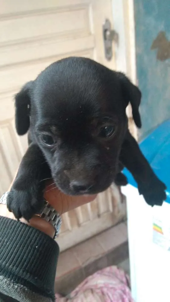 Cachorro ra a Puldow com salsicha idade 1 ano nome Layka