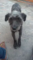 Layka