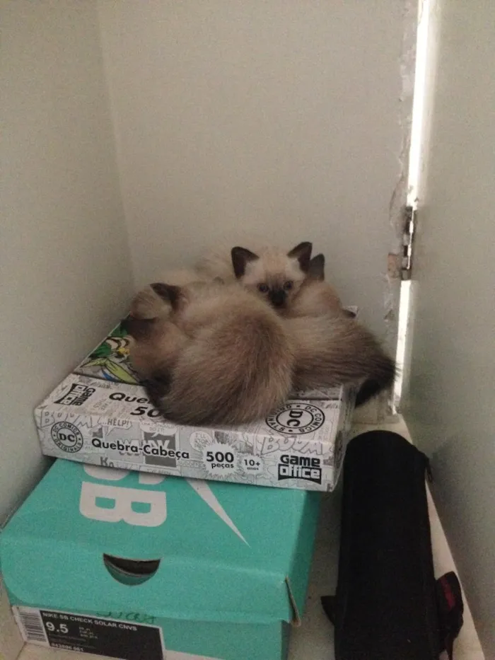 Gato raça Siamês  idade Abaixo de 2 meses nome Ainda estão sem nome
