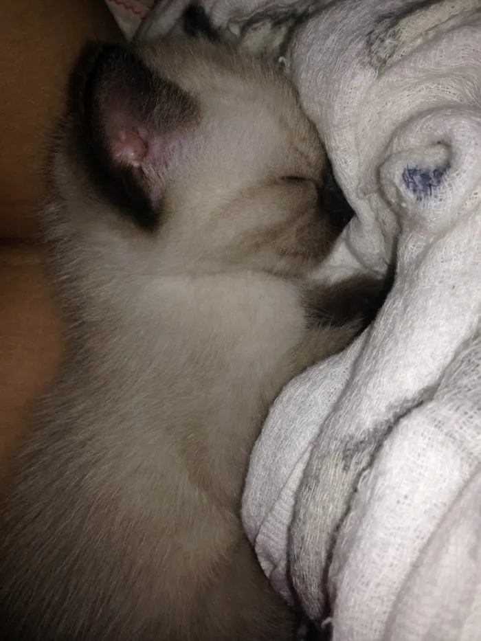 Gato raça Siamês  idade Abaixo de 2 meses nome Ainda estão sem nome
