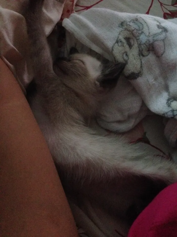 Gato raça Siamês  idade Abaixo de 2 meses nome Ainda estão sem nome