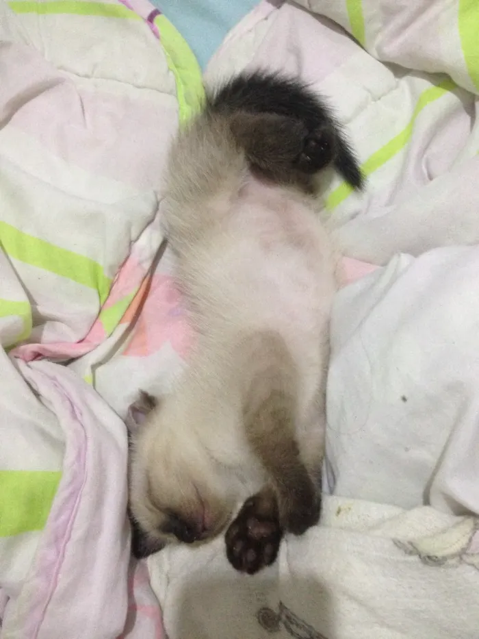 Gato raça Siamês  idade Abaixo de 2 meses nome Ainda estão sem nome