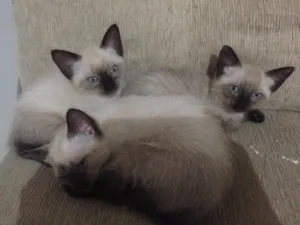 Gato raça Siamês  idade Abaixo de 2 meses nome Ainda estão sem nome
