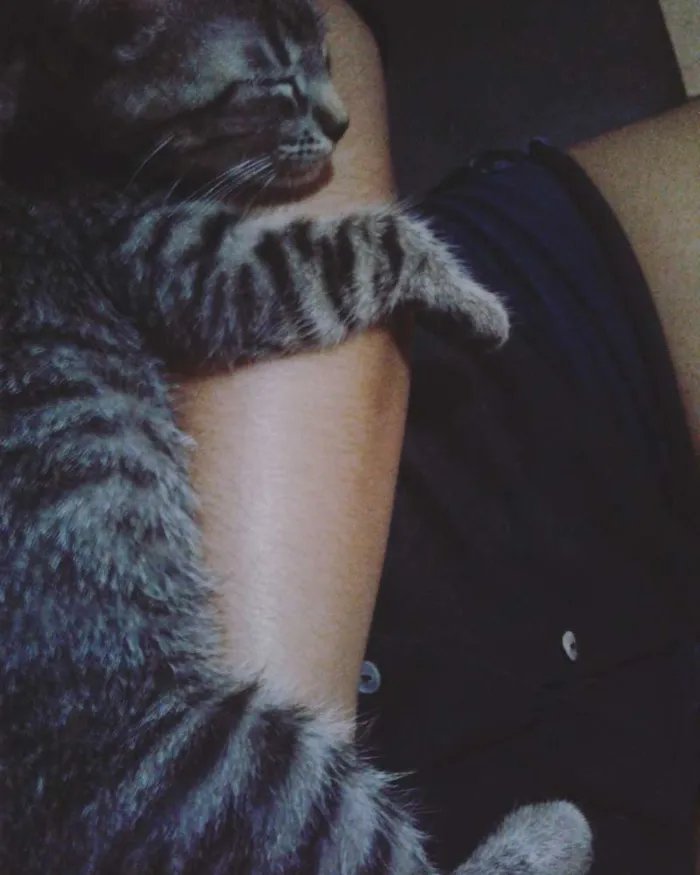 Gato ra a SRD idade 2 a 6 meses nome Lalinha (Temporário)