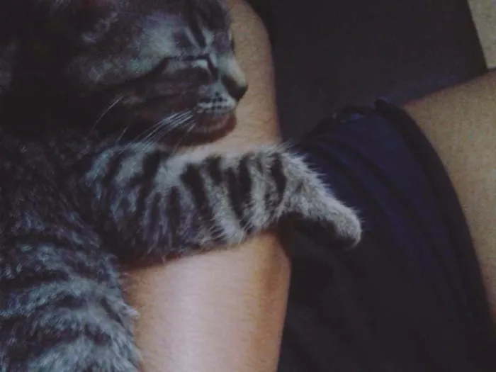 Gato ra a SRD idade 2 a 6 meses nome Lalinha (Temporário)
