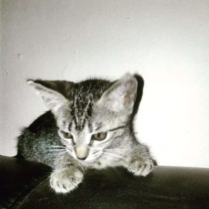 Gato ra a SRD idade 2 a 6 meses nome Lalinha (Temporário)