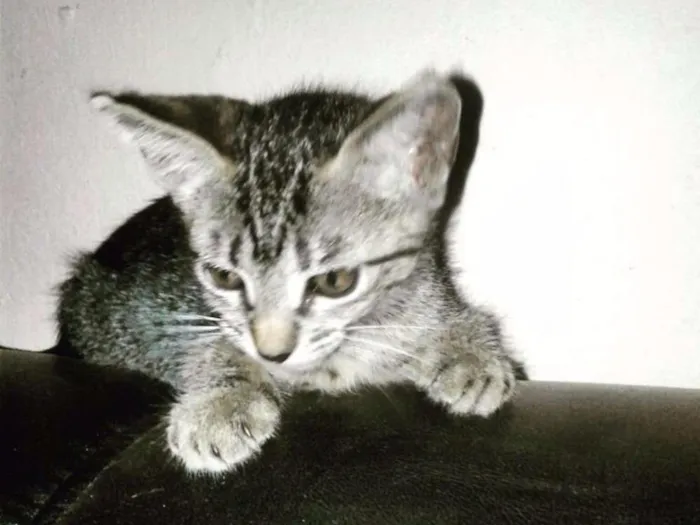 Gato ra a SRD idade 2 a 6 meses nome Lalinha (Temporário)