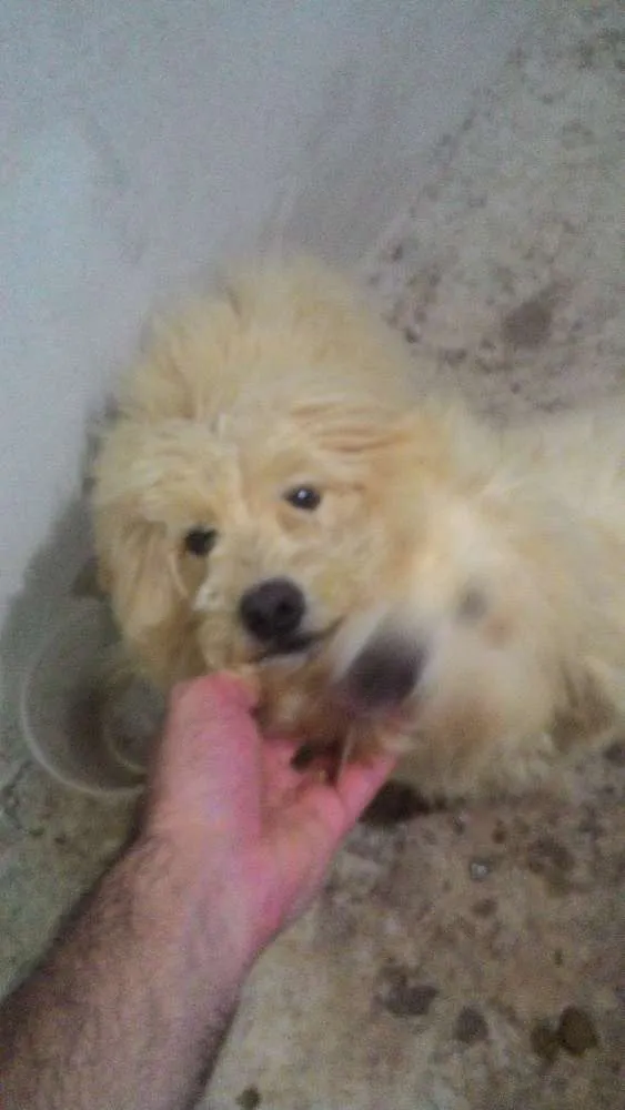 Cachorro ra a Poodle mestiço idade 2 anos nome Sem nome