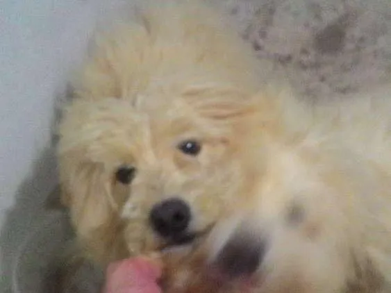 Cachorro ra a Poodle mestiço idade 2 anos nome Sem nome