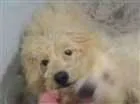 Cachorro raça Poodle mestiço idade 2 anos nome Sem nome