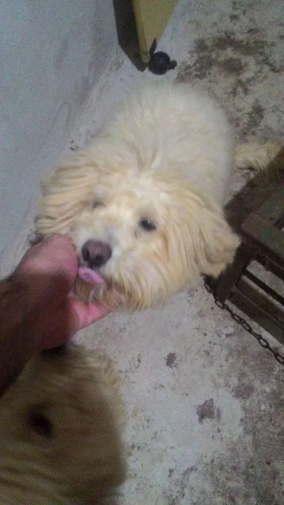 Cachorro ra a Poodle mestiço idade 2 anos nome Sem nome