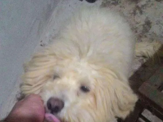Cachorro ra a Poodle mestiço idade 2 anos nome Sem nome