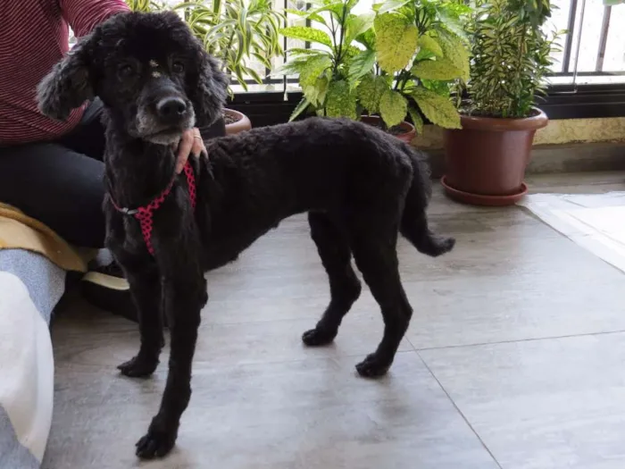 Cachorro ra a Poodle idade 5 anos nome Vitória