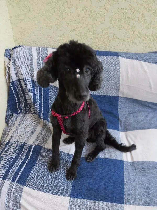 Cachorro ra a Poodle idade 5 anos nome Vitória
