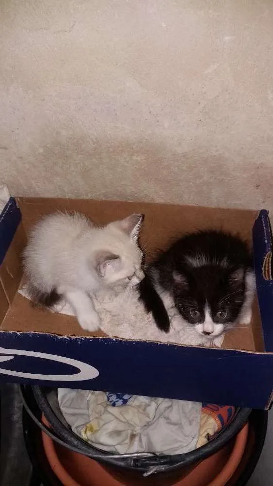 Gato ra a Peduro idade 2 anos nome Illai
