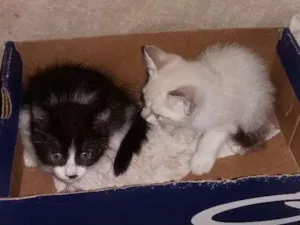 Gato raça Peduro idade 2 anos nome Illai