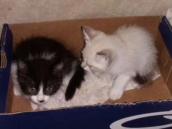 Gato ra a Peduro idade 2 anos nome Illai