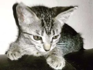 Gato raça SRD idade 2 a 6 meses nome Lalinha (Temporário)
