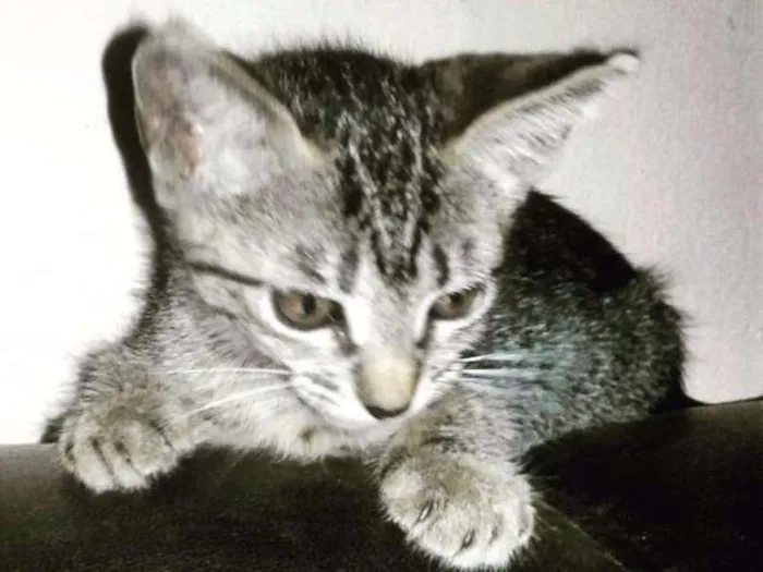Gato ra a SRD idade 2 a 6 meses nome Lalinha (Temporário)