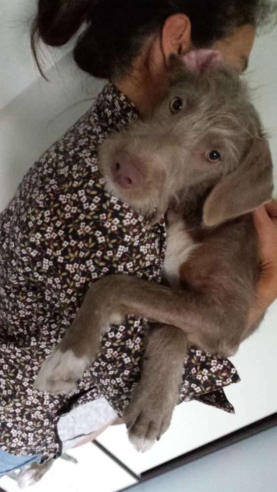 Cachorro ra a SRD idade 7 a 11 meses nome Ravena 