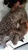 Cachorro raça SRD idade 7 a 11 meses nome Ravena 