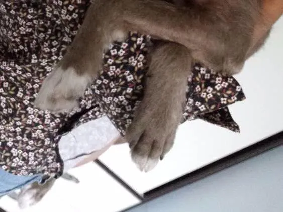 Cachorro ra a SRD idade 7 a 11 meses nome Ravena 