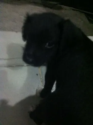 Cachorro raça Vira-lata idade Abaixo de 2 meses nome Lili