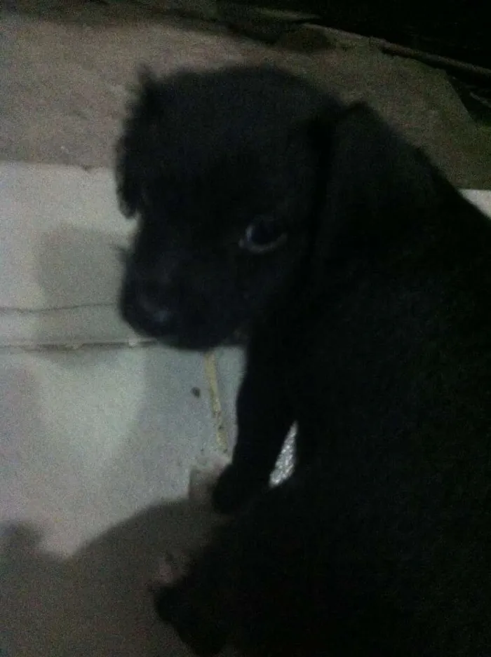 Cachorro ra a Vira-lata idade Abaixo de 2 meses nome Lili