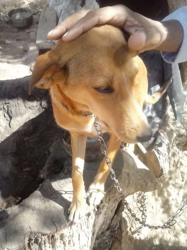 Cachorro raça Indefinida idade 3 anos nome Xuxa