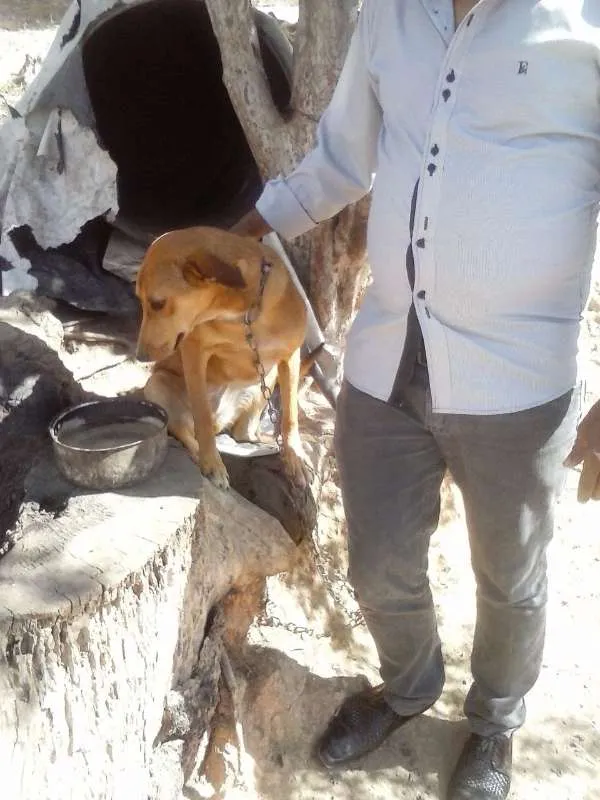 Cachorro raça Indefinida idade 3 anos nome Xuxa